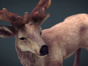 red deer 3D Model