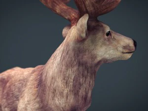red deer 3D Model