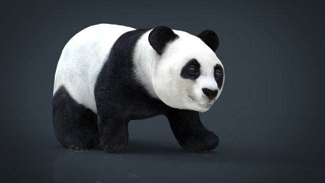 panda walking Modello 3D .c4d .max .obj .3ds .fbx .stl .blend 