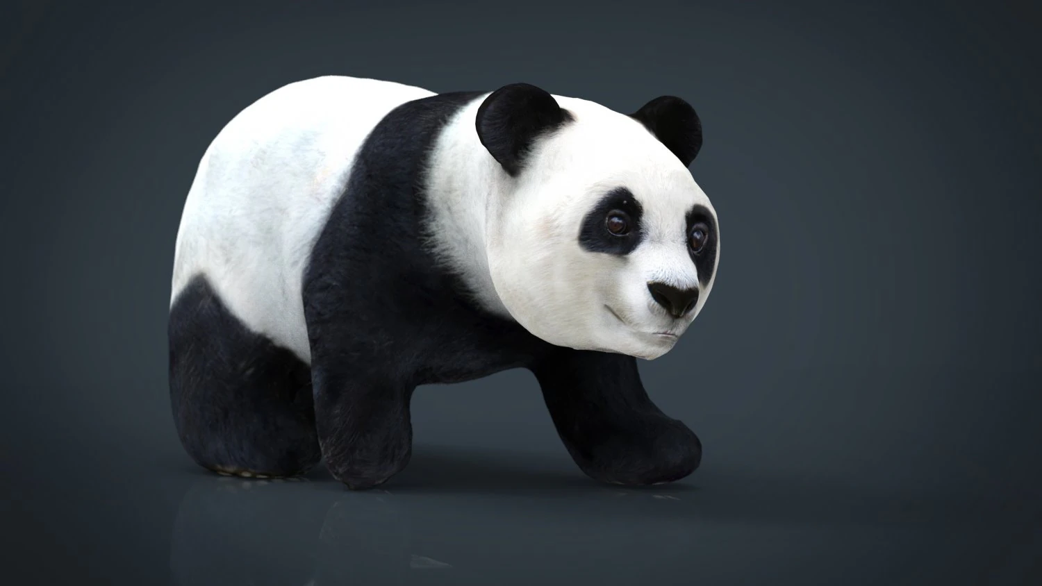 panda che cammina Modello 3D .c4d .max .obj .3ds .fbx .stl .blend