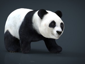 panda walking 3D Model