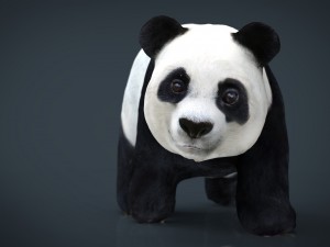 panda walking Modello 3D