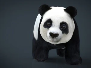 panda che cammina Modello 3D