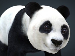 panda walking Modello 3D