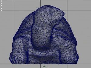 tartaruga Modello 3D