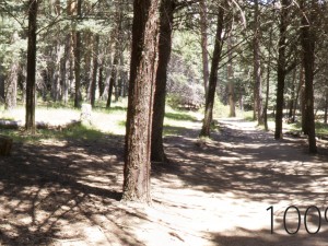 hdr 12 the forest CG Textures