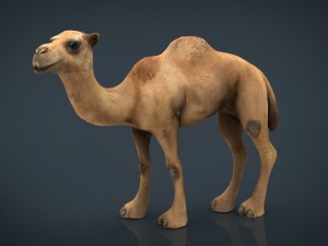 camel 2 3D Модель
