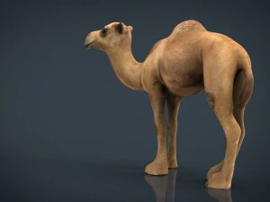 ऊँट 2 3D मॉडल