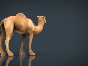camel 2 3D मॉडल