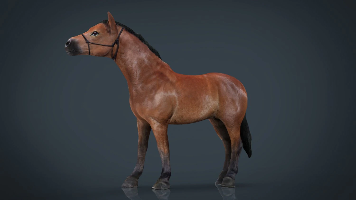 horse 2 3D Model .c4d .max .obj .3ds .fbx .stl .blend 