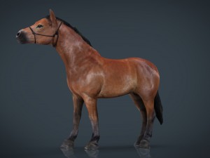 horse 2 Model 3D