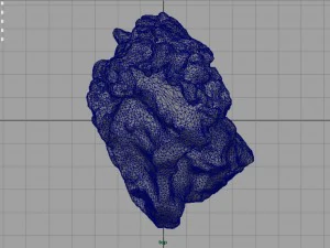 arenaria ferruginosa Modello 3D
