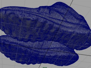 sneakers 10 3Dモデル