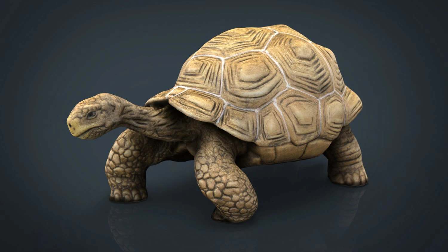 giant tortoise 3D Model .c4d .max .obj .3ds .fbx .stl .blend