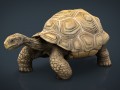 Giant Tortoise 3D Model