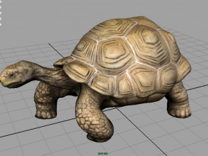 giant tortoise 3D-Modell