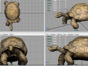 giant tortoise 3D Model