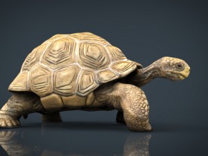 giant tortoise 3D-Modell
