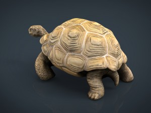 giant tortoise 3D-Modell