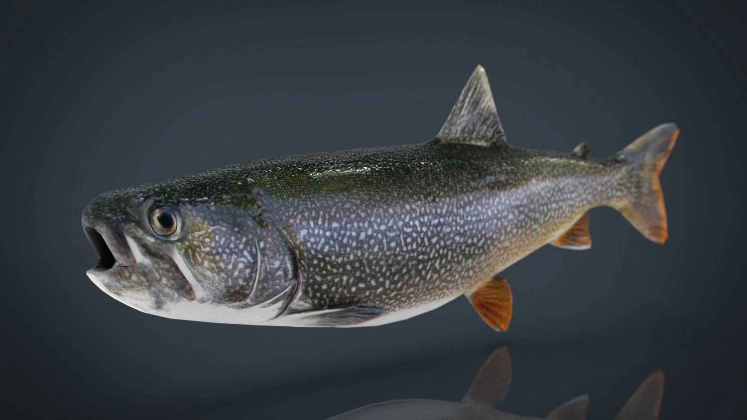 trout 3D Model .c4d .max .obj .3ds .fbx .stl .blend 