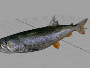 trout 3D Model