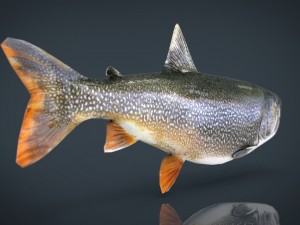 trout Modelo 3D