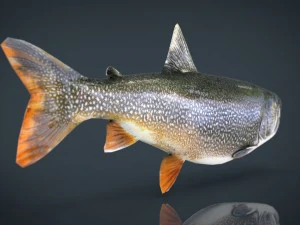 trout 3D Model