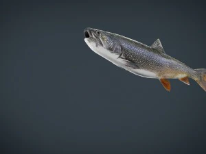trout 3D Model