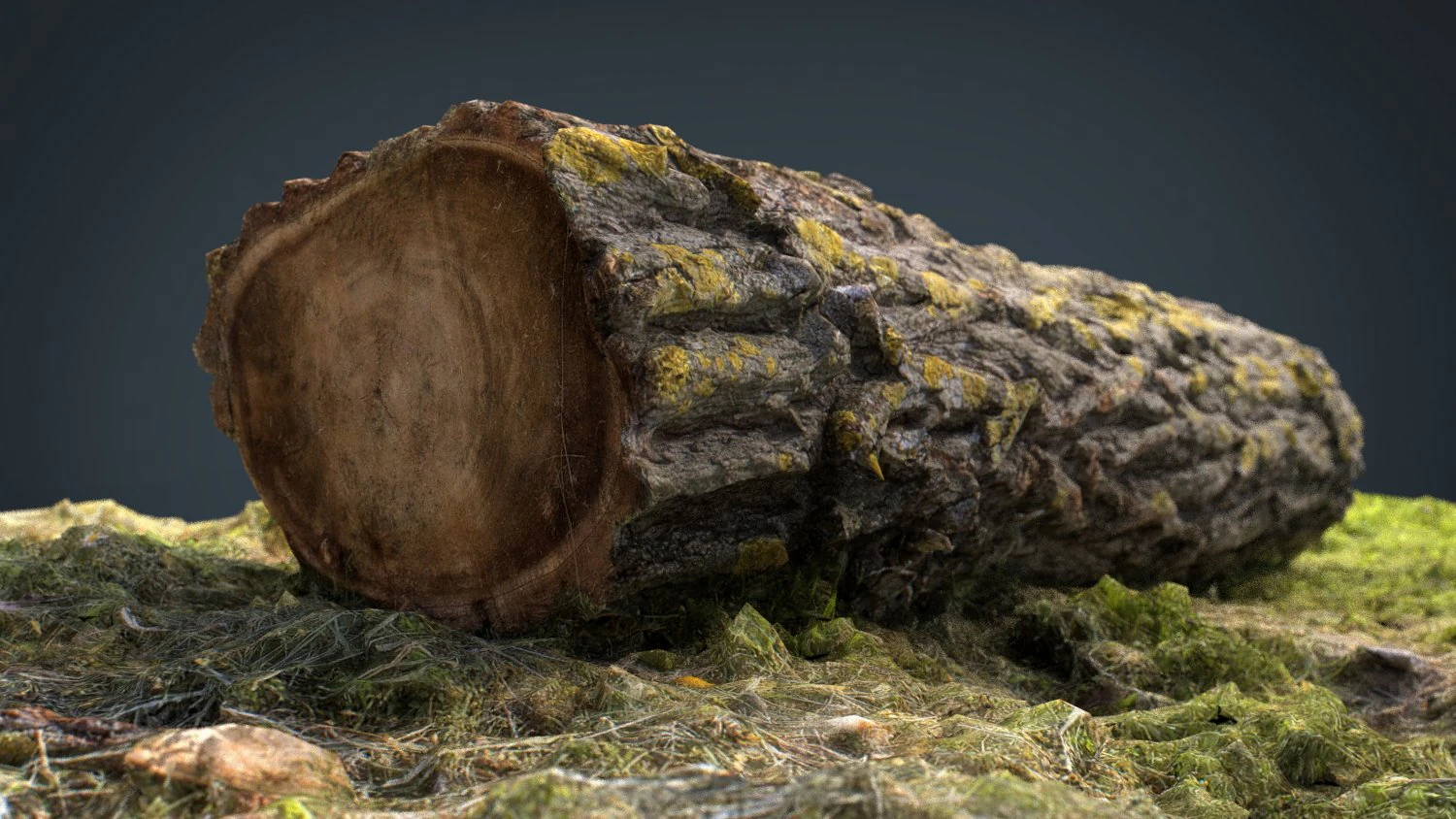 dead trunk 6 3D Model .c4d .max .obj .3ds .fbx .stl .blend 