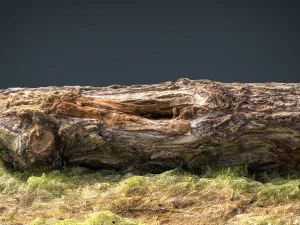 dead trunk 6 3D Model