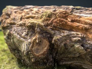 dead trunk 6 3D Model