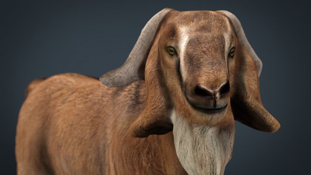 domestic goat 3D Модель .c4d .max .obj .3ds .fbx .stl .blend 