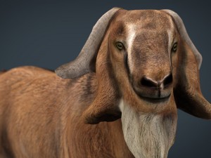 domestic goat 3D Model