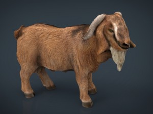 domestic goat 3D Модель