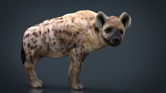 realistic hyena 3D Model .c4d .max .obj .3ds .fbx .stl .blend 