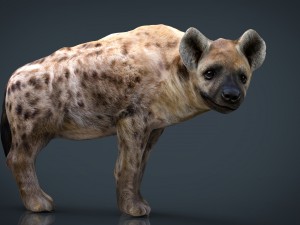 realistic hyena 3D Model