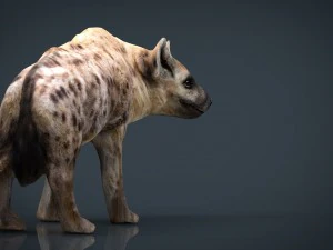 hiena realista Modelo 3D
