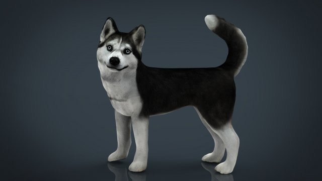 siberian husky 3D 모델 .c4d .max .obj .3ds .fbx .stl .blend 