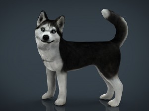 siberian husky 3D Model