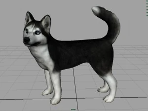 siberian husky 3D Model