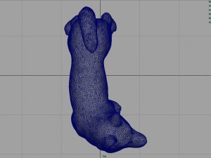 siberian husky 3D 모델