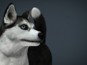 siberian husky 3D 모델