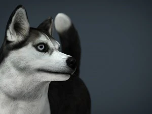 siberian husky 3D Model