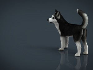 siberian husky 3D 모델