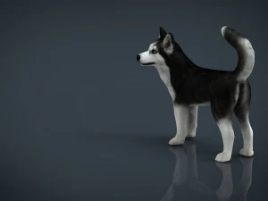 siberian husky 3D Model