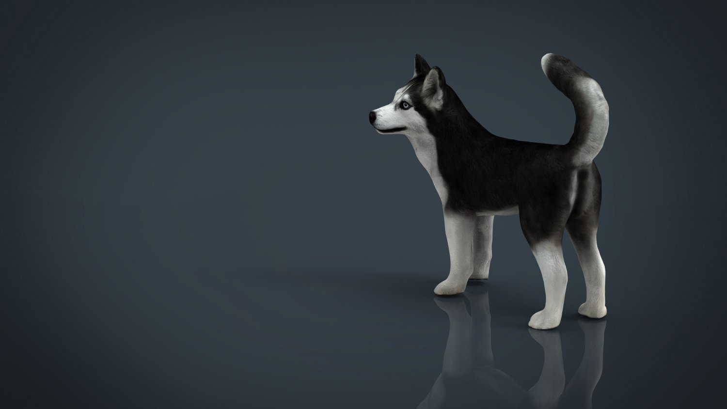 Siberian Husky 3d Model In Dog 3dexport