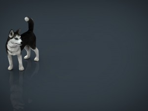 siberian husky 3D 모델