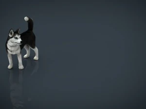 siberian husky 3D Model