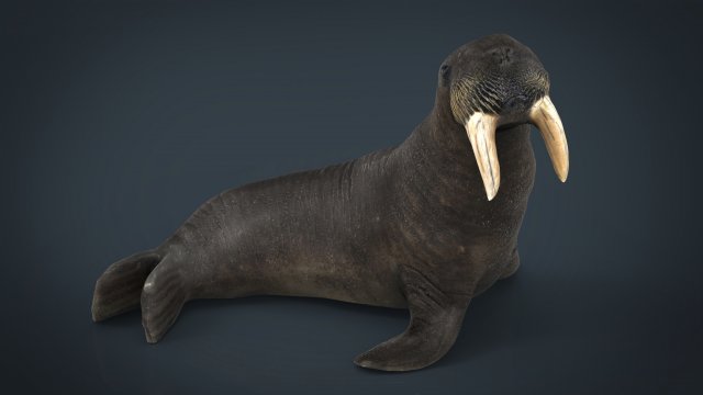 walrus 3Dモデル .c4d .max .obj .3ds .fbx .stl .blend 