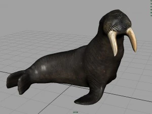 walrus 3D Model